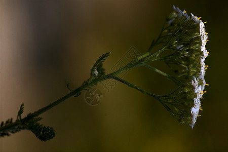 白葡萄酒荚蒾冬科花粉阴影荒野花园叶子雌蕊伞兵宏观图片