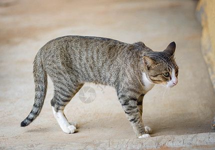 猫咪站立宏观猫科黄色白色毛皮绿色小猫动物虎斑眼睛图片