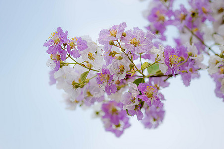 印度的骄傲 拉格特罗米亚白血球植物植物学紫色绿色花瓣点缀花园图片