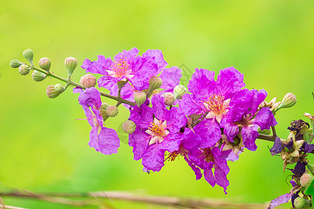 印度的骄傲 皇后的花朵花园植物点缀花瓣紫色绿色植物学图片