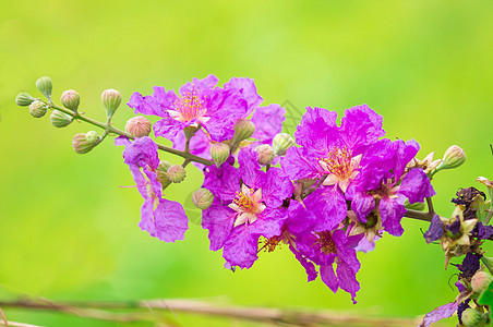 印度的骄傲 皇后的花朵花园植物点缀花瓣紫色绿色植物学背景图片