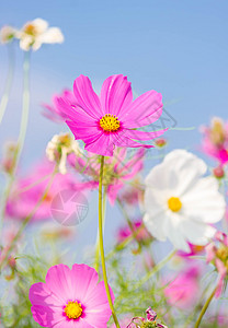 粉色花朵粉色宇宙的花朵花瓣雏菊农村公园叶子季节植物植物群草地花园背景