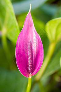 火花花热带情调红色绿色花朵心形团体尾巴异国树叶图片