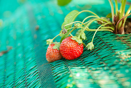 新鲜草莓团体食物宏观叶子绿色甜点水果红色茶点种子图片