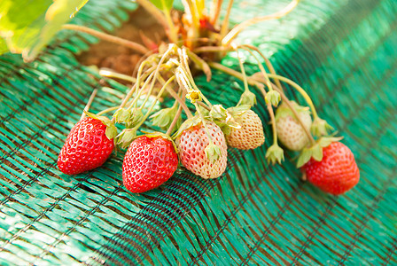 新鲜草莓叶子绿色甜点茶点水果团体食物宏观红色种子图片