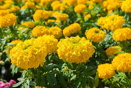 黄花场地季节环境荒野植物黄色橙子生长万寿菊花瓣图片