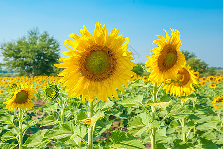 向日向季节植物群生长花粉场地植物学太阳农村晴天阳光图片