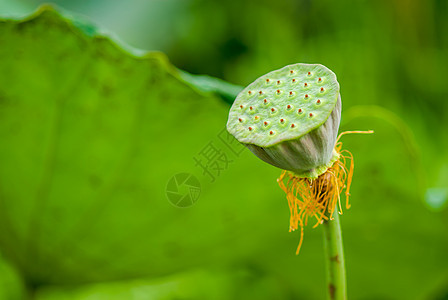 Lotus 种子播种池植物异国植物学食物植物群情调荷花热带生产宏观图片