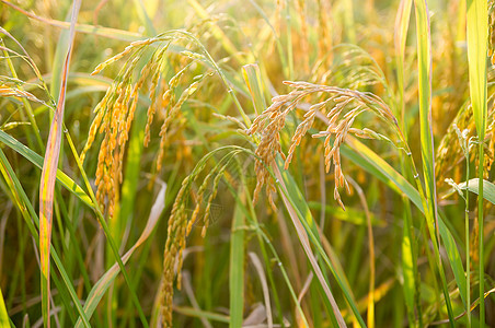 稻米田食物植物群场地白色花园绿色农村农场黄色树叶图片
