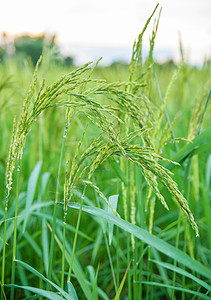 稻米田场地农村食物树叶植物群植物学白色黄色绿色花园图片