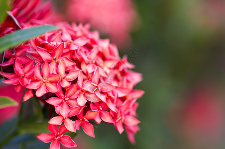 鲁比亚花花花图片