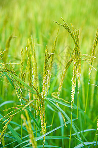 稻米田农场收成场地农村黄色食物白色植物学花园树叶图片