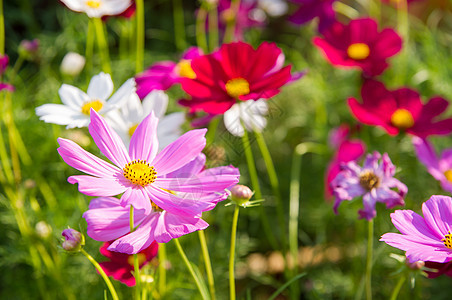 粉红宇宙花朵农村季节花瓣叶子紫色植物群公园植物森林雏菊图片