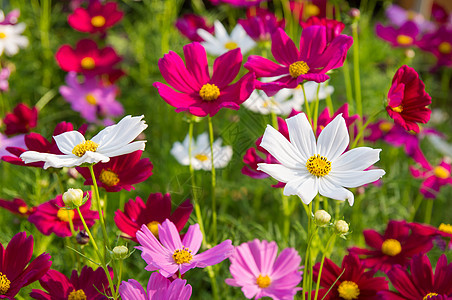 粉红宇宙花朵森林雏菊花瓣叶子季节农村场地紫色植物群草地图片