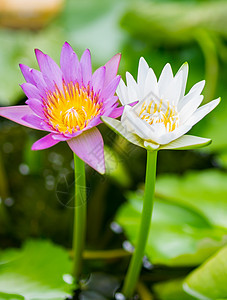 水百合闭合水池花园紫色宏观荷花百合植物池塘植被情调图片