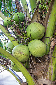 椰子树棕榈水果叶子植物假期素食主义者热带营养农业植物学图片