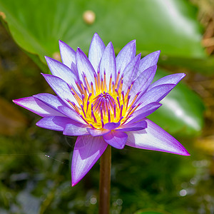 紫水花热带紫色叶子水池冥想池塘植物百合睡莲花瓣图片