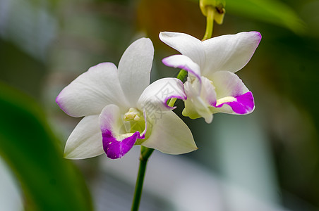 白兰花花叶子脆弱性花瓣生活紫色热带兰花宏观植物精神图片