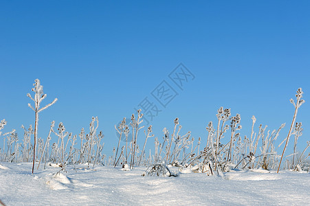 Hoarfrost 冷冻蓝色宏观色调场地草地季节性白色乡村植物水晶图片