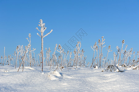 雪霜Hoarfrost 冷冻色调宏观花园乡村植物白色草地水晶场地季节性背景