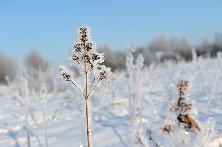 Hoarfrost 冷冻蓝色场地乡村草地色调宏观季节性植物花园水晶图片