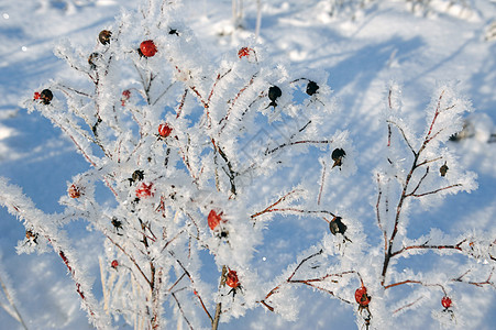 秋叶雪霜冬天的多格罗斯季节叶子玫瑰荒野浆果水果冻伤分支机构茄子植物背景