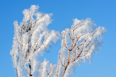 Hoarfrost 冷冻乡村场地季节性植物白色蓝色水晶草地色调宏观图片