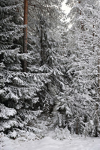 冬初塔伊加桦木森林寒冷枝条天气松树下雪木头树木涂层图片