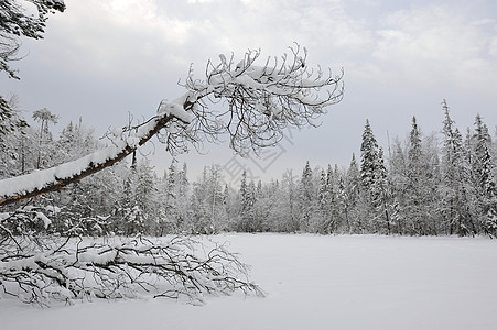 泰加湖湖下雪季节针叶林木头树木松树枝条涂层桦木林地图片