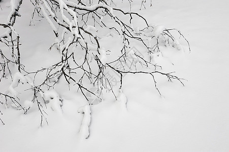 雪中树枝的分支树木多云白色桦木森林季节气候环境天空天气图片