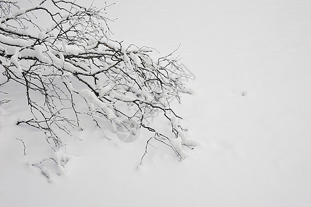 雪中树枝的分支多云森林乡村白色环境季节天空天气气候桦木图片