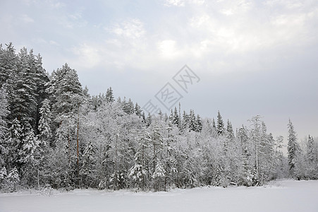 泰加湖湖木头寒冷森林针叶林树木季节下雪涂层桦木池塘图片