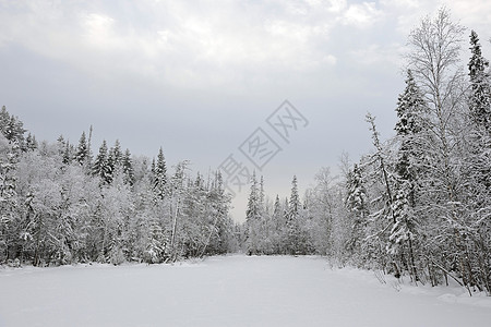 泰加湖湖下雪寒冷针叶林松树林地季节树木木头涂层枝条图片