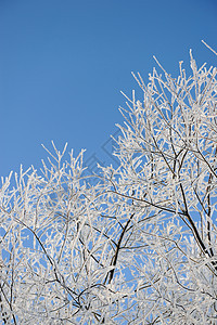 柳叶上喷雾晴天冻结阔叶雾凇场地季节天空树木白色森林图片