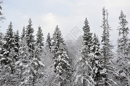 冬初塔伊加枝条寒冷木头季节天气涂层下雪桦木松树场景图片