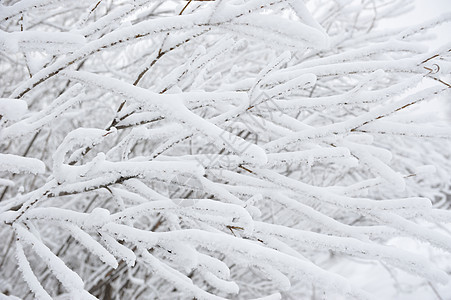 冰霜分枝季节白色天空冻结森林雾凇多云晴天场地树木图片