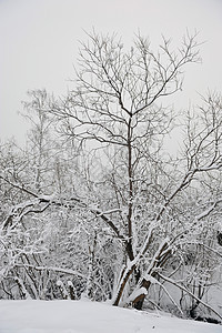 冰霜分枝多云白色天空冻结森林树木季节雾凇晴天场地图片