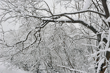 冰霜分枝冻结白色场地季节天空森林树木晴天多云雾凇图片