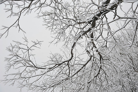 冰霜分枝森林天空雾凇多云白色场地季节冻结树木晴天图片