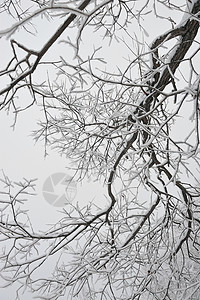 冰霜分枝季节树木场地冻结天空白色森林多云晴天雾凇图片