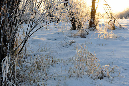 Hoarfrost 冷冻花园水晶蓝色乡村场地宏观白色色调季节性植物图片