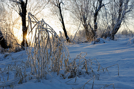 Hoarfrost 冷冻乡村场地色调白色水晶植物花园蓝色草地宏观图片