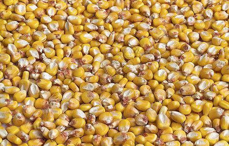 玉米角食物谷物棒子营养小吃蔬菜墙纸爆米花农业粮食背景图片