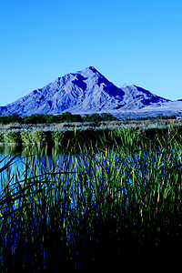 草 水和山 湿地公园 拉斯维加斯 内华达州 美国背景图片