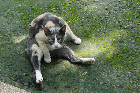 户外小黑白小可爱小猫家畜宠物猫科自然毛发哺乳动物好奇心毛皮绿色动物图片