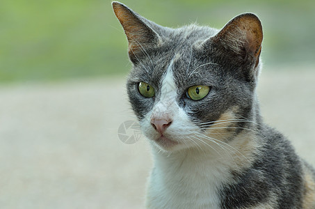 户外小黑白小可爱小猫猫科毛发好奇心毛皮自然动物宠物哺乳动物家畜绿色图片