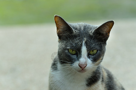 户外小黑白小可爱小猫好奇心哺乳动物动物猫科毛发自然毛皮宠物绿色家畜图片