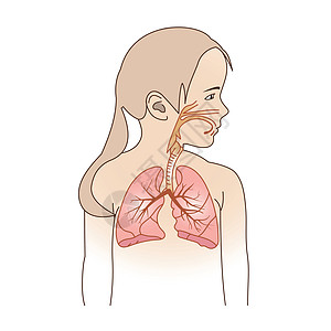 儿童呼吸疗养计划解剖学纤毛隔膜胸部器官疫苗疾病流感药品图表图片