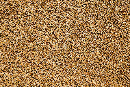 小麦谷物植物种子食物金子棕色拼写农业棒子大麦玉米图片