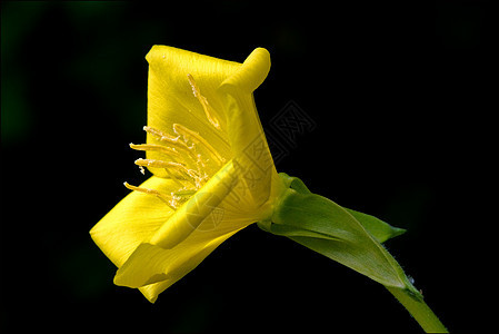 红十字和红斑鳄鱼Clocifere棕色宏观花园荒野花粉灰色雌蕊洋甘菊黑色花瓣图片